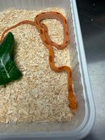 Rattenslang Reverse Oketee Sunkissed Stripe, Dieren en Toebehoren, Reptielen en Amfibieën, Slang, 0 tot 2 jaar