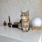 Britse Korthaar kittens, Meerdere dieren, Ontwormd, 0 tot 2 jaar