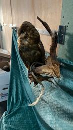 Kerkuil, Ophalen, Gebruikt, Vogel, Opgezet dier