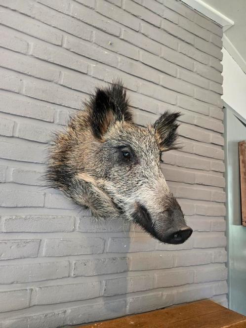 Opgezette zwijnenkop, Verzamelen, Dierenverzamelingen, Zo goed als nieuw, Gewei of Kop, Ophalen