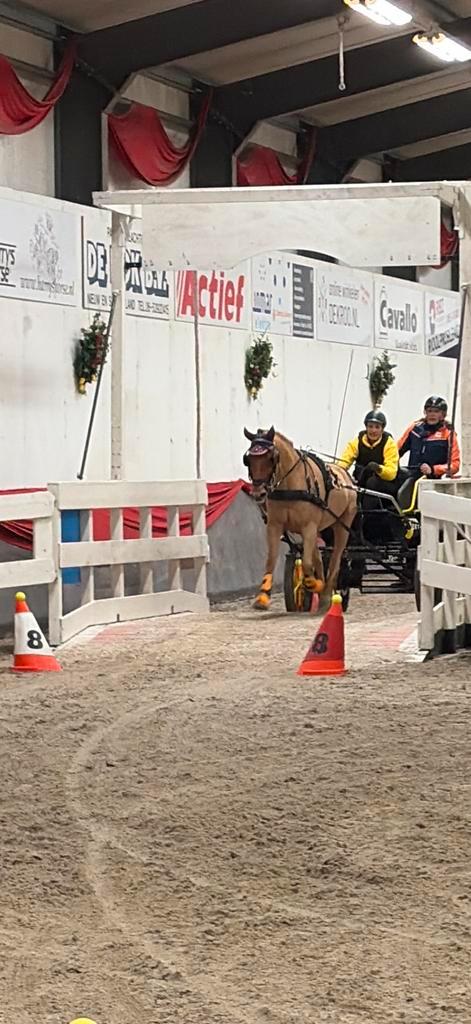 Gezocht groom mennen, Dieren en Toebehoren, Paarden en Pony's | Overige Paardenspullen, Nieuw, Dressuur, Ophalen of Verzenden