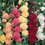 Stokroos (Alcea rosea charter's) zaden  mix, Ophalen of Verzenden, Voorjaar, Volle zon, Zaad