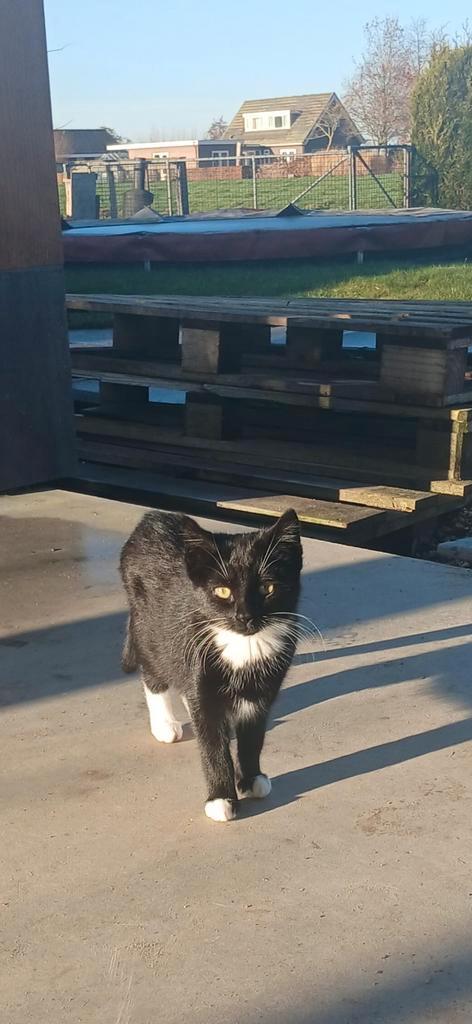 2 Lieve kittens, Dieren en Toebehoren, Katten en Kittens | Overige Katten, Poes