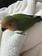 Handtam, Dieren en Toebehoren, Vogels | Parkieten en Papegaaien, Geslacht onbekend, Dwergpapegaai of Agapornis, Tam