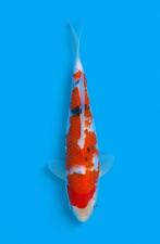 Prachtige SANKE tosai japanse koi kweker OYA koifarm, Karper of Koi