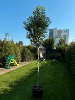 Groenblijvende hoogstam bomen tegen inkijk buren, Tuin en Terras, Planten | Bomen, Ophalen, Volle zon