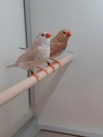 1-1 Zebeavinken oranjeborst Zwartborst masker, Dieren en Toebehoren, Vogels | Overige Vogels, Meerdere dieren, Tropenvogel, Geringd