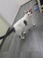 Ik heb die katten met 1 kitten 2 mannaden oud, Dieren en Toebehoren, Katten en Kittens | Overige Katten
