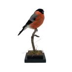 Te koop: Opgezette goudvink, Ophalen of Verzenden, Nieuw, Vogel, Opgezet dier