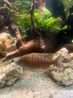 Gezonde Chiclide, Dieren en Toebehoren, Vis, Zoetwatervis