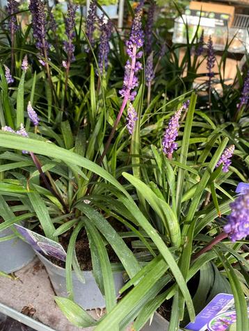 Liriope Royal Purple & Moneymaker beschikbaar voor biedingen