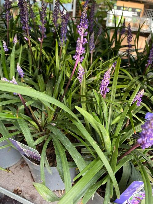 Liriope Royal Purple & Moneymaker, Tuin en Terras, Planten | Tuinplanten, Vaste plant, Overige soorten, Halfschaduw, Zomer, Ophalen