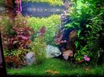Lido 120 led + toebehoren met kast, Dieren en Toebehoren, Ophalen, Zo goed als nieuw, Leeg aquarium