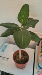 Plant, ongeveer 74cm hoog (incl pot) en 58cm vanaf de aarde, Ophalen, Halfschaduw, Minder dan 100 cm