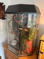 Terrarium paludarium groot, Ophalen, Gebruikt, Terrarium of Paludarium