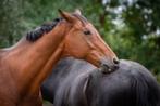 Leuk paard zoekt leuke bijrijder ! Alphen aan den Rijn., Dieren en Toebehoren, Ophalen