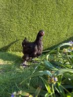 Brahma groothoenders hen zwart, Dieren en Toebehoren, Pluimvee, Meerdere dieren, Kip