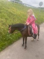 Kinder pony, Dieren en Toebehoren