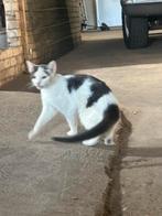 Lieve poes zoekt nieuw baasje, gratis voor een goed plekje, Dieren en Toebehoren, Katten en Kittens | Raskatten | Korthaar, Poes