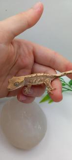 0.0.1 Tricolor Harlequin wimpergekko baby, Dieren en Toebehoren, Hagedis, Tam, 0 tot 2 jaar