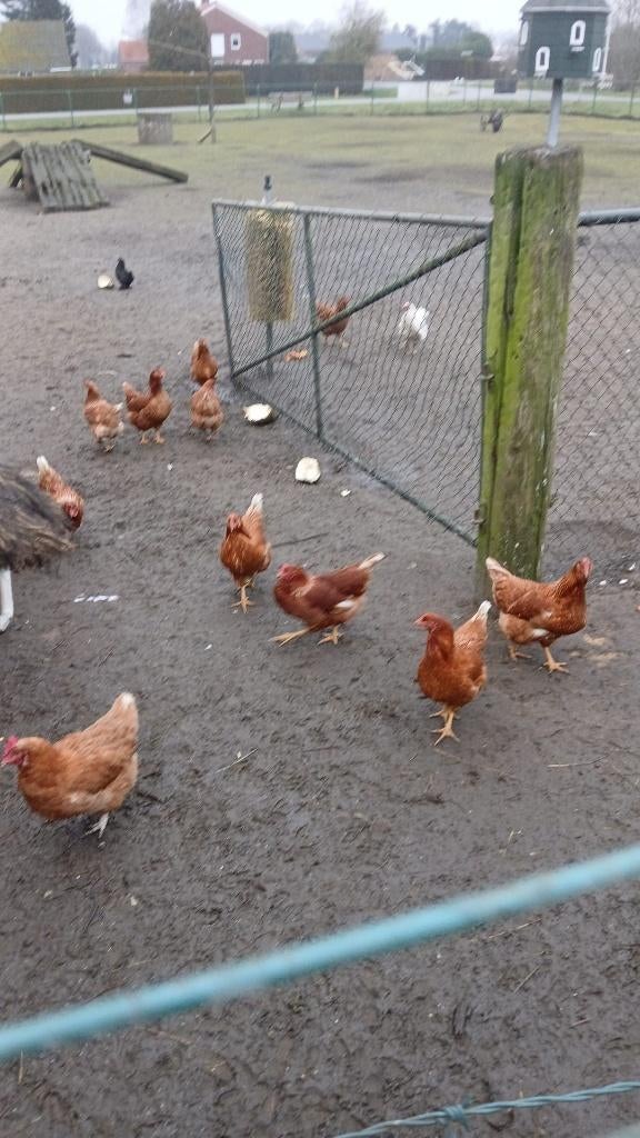 kippen, Dieren en Toebehoren, Pluimvee, Vrouwelijk, Kip