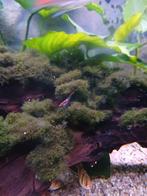 Mos te koop, Dieren en Toebehoren, Ophalen, Plant(en), Steen of Hout