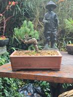 Bonsai pinus parviflora 15 jr 20cm in mooie pot, Tuin en Terras, Planten | Bomen, Ophalen, Bloeit niet, Halfschaduw, Overige soorten