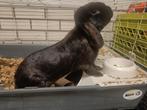 Goed huisje gezocht voor deze mooie ram, Dieren en Toebehoren, Mannelijk