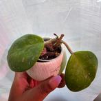 hoya obovata, Ophalen of Verzenden, Overige soorten, Minder dan 100 cm