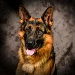 Gezocht oppas bij de oppas thuis, Dieren en Toebehoren, Honden | Herdershonden en Veedrijvers, Reu, 1 tot 2 jaar, Eén hond, Herder