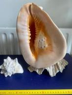 reuzen helmpschelp op doopvontschelp, Verzamelen, Mineralen en Fossielen, Ophalen of Verzenden, Schelp(en)