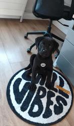 Dino ( Kruising Labrador x Rottweiler ), 8 tot 15 weken, Groot, Eén hond, Nederland