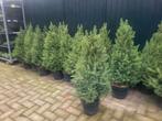 Picea conica kerstboompjes /kerstbomen te koop, Tuin en Terras, Volle zon, Minder dan 100 cm, Zomer, Overige soorten