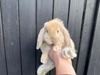 Jonge gecastreerde Franse Hangoor rammen - BramsRabbits, Meerdere dieren, Groot, Hangoor