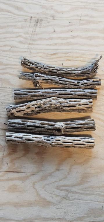  CHOLLA WOOD!  beschikbaar voor biedingen