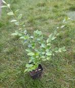 Liguster - jonge planten, Ophalen, Liguster, Haag, Minder dan 100 cm
