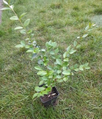 Liguster - jonge planten beschikbaar voor biedingen