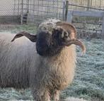 Walliser schwarznase, zwoegervrije stamboek fokrammen., Mannelijk, Schaap