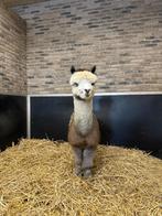 Alpaca hengst, Dieren en Toebehoren, Mannelijk, Schaap, 3 tot 5 jaar