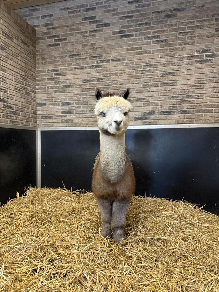 Alpaca hengst, Dieren en Toebehoren, Schapen, Geiten en Varkens, Schaap, Mannelijk, 3 tot 5 jaar