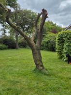 Gratis haardhout pruimenboom, perenboom, walnootboom, 6 m³ of meer, Ophalen, Overige houtsoorten, Stammen