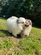 Pomeriaan pups, 15 weken tot 1 jaar, Meerdere, Meerdere dieren, Nederland