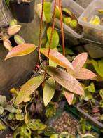 Hoya pubicalyx splash moederplant, Huis en Inrichting, Kamerplanten, Ophalen of Verzenden, Overige soorten, Minder dan 100 cm