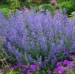 Nepeta Walkers Low | Kattenkruid | Chemievrij, Overige soorten, Volle zon, Vaste plant, Ophalen of Verzenden