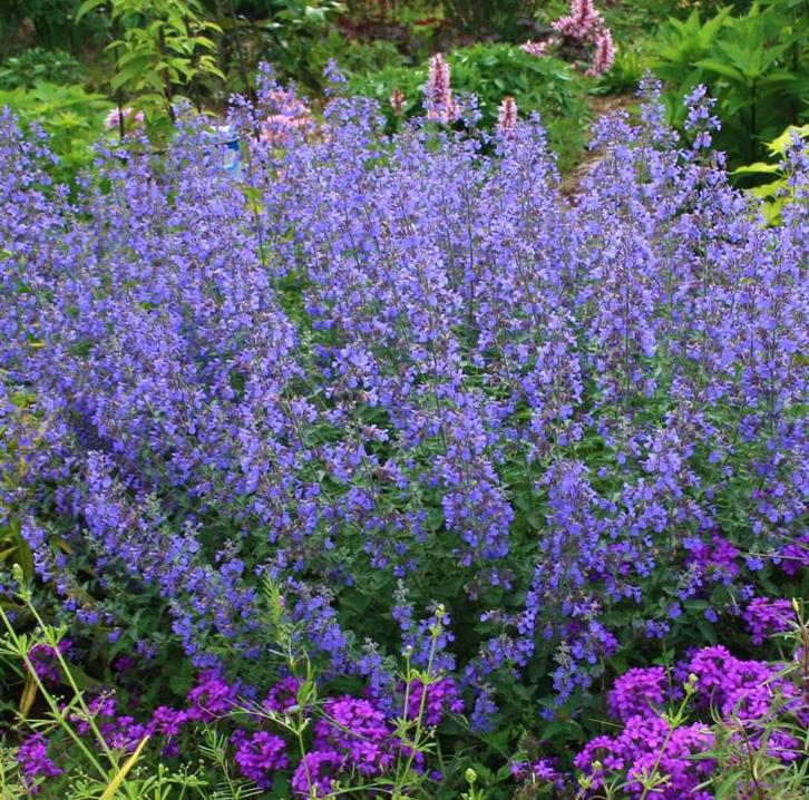 Nepeta Walkers Low | Kattenkruid | Chemievrij, Tuin en Terras, Planten | Tuinplanten, Vaste plant, Overige soorten, Volle zon