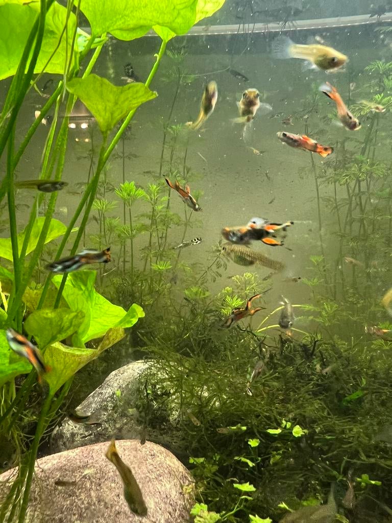 Endler Guppy Vis Aquarium, Dieren en Toebehoren, Vissen | Aquariumvissen, Vis