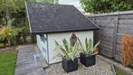 te koop 2x cactus kaktus Agave met pot, Volle zon, Vaste plant, Bloeit niet, Ophalen