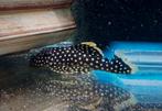 L018 golden nugget pleco, Dieren en Toebehoren, Vissen | Aquariumvissen, Zoetwatervis, Vis