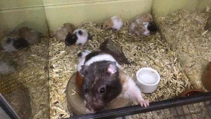 Goudhamsters, jonge hamsters, hamster, Dieren en Toebehoren, Knaagdieren, Meerdere dieren, Hamster, Juli, Tam