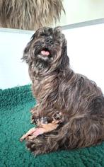 Pups geboren uit geteste ouders (boomer x poedel), Dieren en Toebehoren, Honden | Niet-rashonden, 8 tot 15 weken, Meerdere, Meerdere dieren